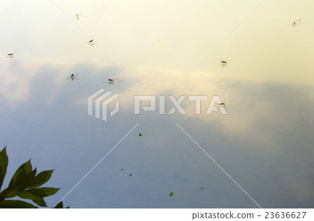 Amenbo in the pond 23636627