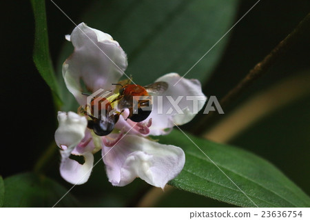 Living thing insects minami streaks soft beaks, mountains in the mountains. Two buddies gather honey with a flower of noboran ② Living thing insects minami streaks soft beaks, mountains in the mountains. Two buddies gather honey with a flower of noboran ② 23636754