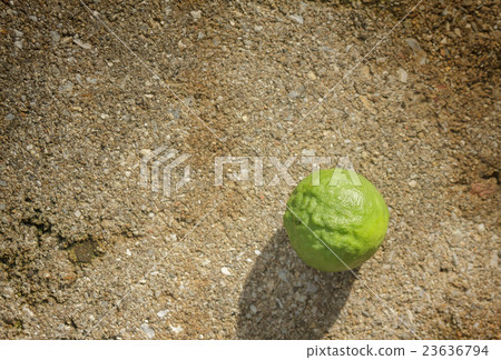 Bergamot on cement floor. Bergamot on cement floor. 23636794