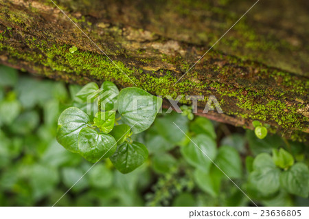 Peperomia , Shiny leaves on red brick with moss. 23636805