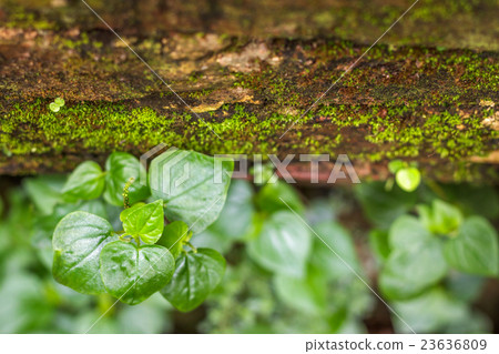Peperomia , Shiny leaves on red brick with moss. Peperomia , Shiny leaves on red brick with moss. 23636809