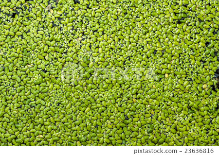 surface covered with green duckweed as background. 23636816