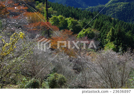Autumnal leaves and cherry blossoms 23636897