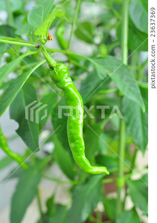 Cultivation of Fushimi pepper Cultivation of Fushimi pepper 23637369