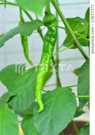 Cultivation of Fushimi pepper 23637371