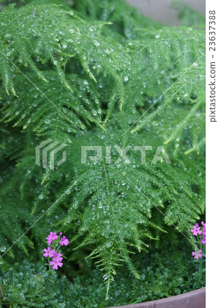 Delicate asparagus nanasus Delicate asparagus nanasus 23637388