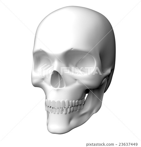 3D回報了純淨的白色人的頭骨的圖像 3D回報了純淨的白色人的頭骨的圖像 23637449