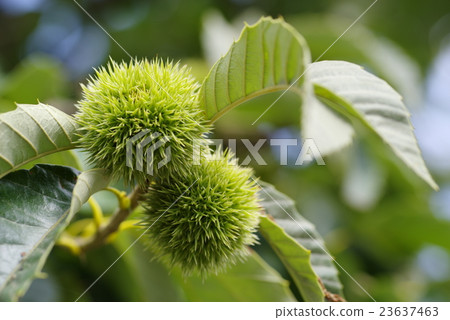 Summer Bullet Fruit 23637463