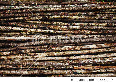 Natural background from old tree Natural background from old tree 23638487