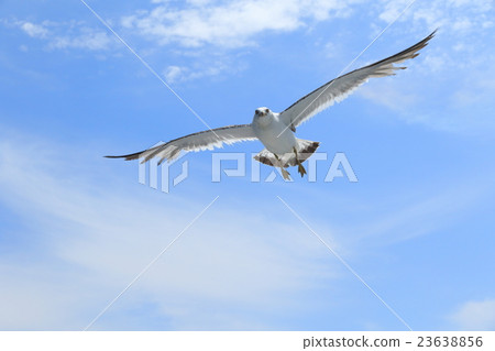 Uinniko Flight 23638856