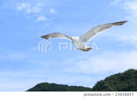 Uinniko Flight 23638857