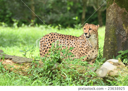  Cheetah 23638925