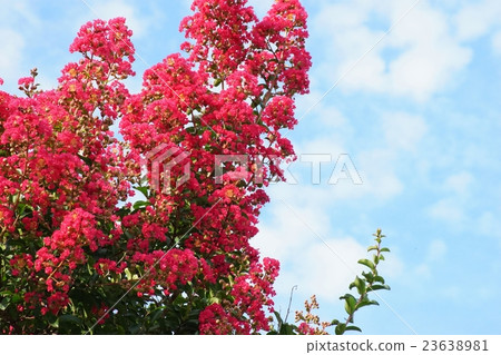 Crape myrtle 23638981