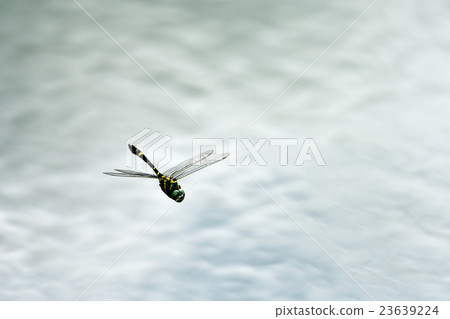 Ooyamatsu dragonfly Ooyamatsu dragonfly 23639224