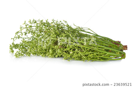 neem leaves and blossom (Sa-dao, Thai text) 23639521