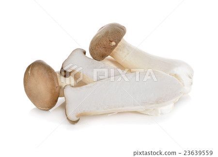 eryngii mushroom or King oyster mushroom on white eryngii mushroom or King oyster mushroom on white 23639559