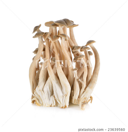 fresh Hatake shimeji mushroom on white background 23639560