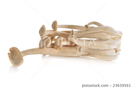 fresh Hatake shimeji mushroom on white background 23639561