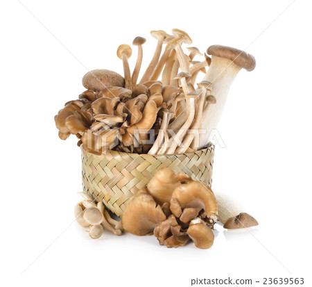 Eryngii, Hatake shimeji and Maitake mushroom 23639563