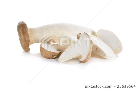 eryngii mushroom or King oyster mushroom on white eryngii mushroom or King oyster mushroom on white 23639564