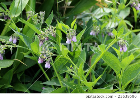 Flowers of tender fin 23639596
