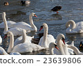 pack of white swans floats in the river in  winter 23639806
