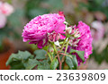 blossoming bush with lilac roses in a garden 23639809