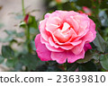 beautiful blossoming pink rose in a garden 23639810