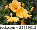 blossoming hibiscus bush with  yellow flowers 23639812