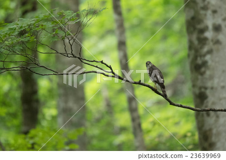 Tsumi met in the beech forest 23639969