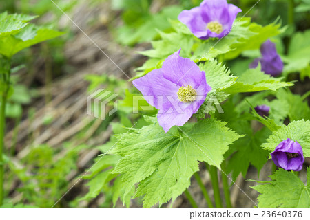 鵂雞爪 鵂雞爪 23640376