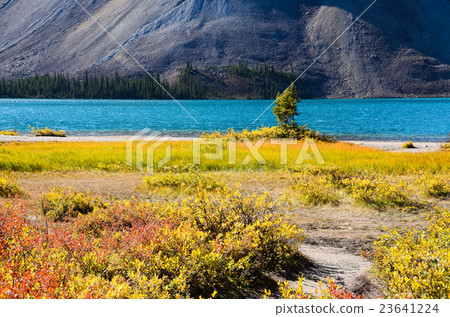 加拿大落基山脈秋天弓湖 23641224