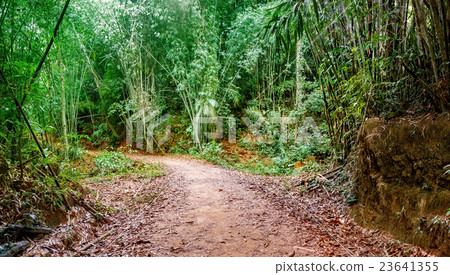 Walking trail in Thai tropical forest. 23641355