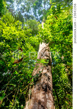 Tall and big tree of Dipterocarpus, Thailand. 23641356