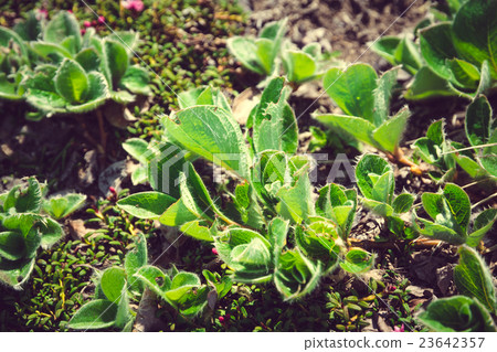 Green Dwarf Willow (Salix herbacea) 23642357