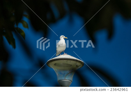 Seagull Seagull 23642961