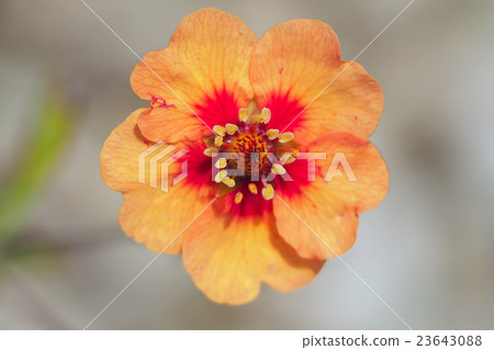 Potentilla Tongay Potentilla Potentilla Tongay Potentilla 23643088