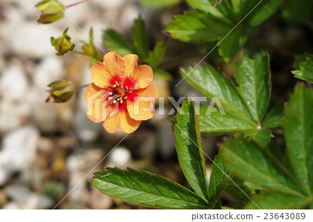 Potentilla Tongay Potentilla 23643089