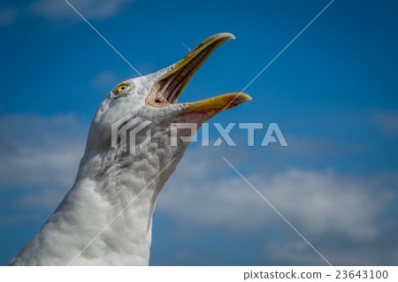 Screaming seagull Screaming seagull 23643100