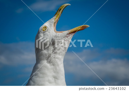 Screaming seagull Screaming seagull 23643102
