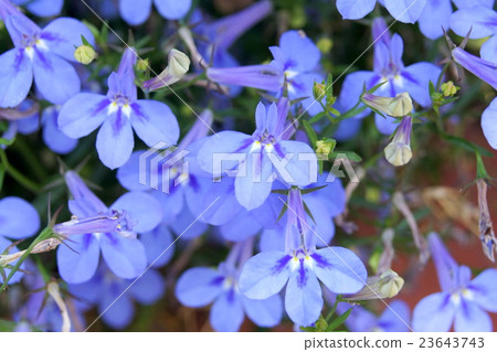 半邊蓮 半邊蓮 23643743