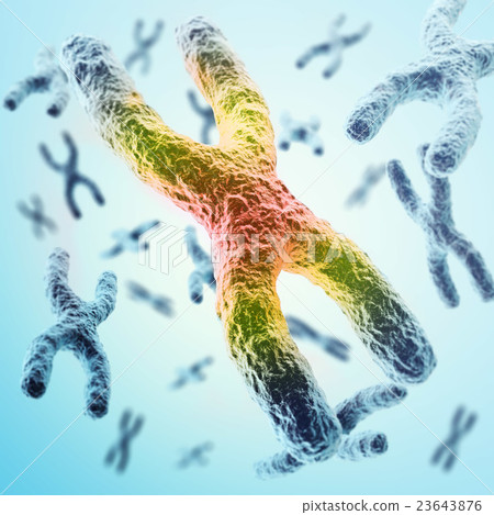 X-chromosomes as a concept for a human biology as 23643876