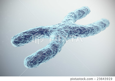 X-Chromosome on grey background. with depth of X-Chromosome on grey background. with depth of 23643919
