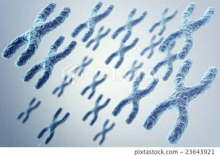 X-chromosomes on grey background, scientific and X-chromosomes on grey background, scientific and 23643921
