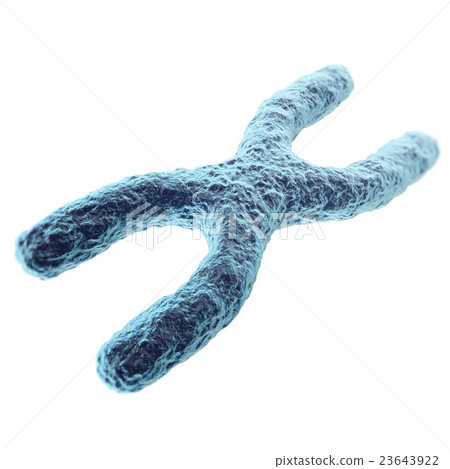 Chromosome isolated on white background. with Chromosome isolated on white background. with 23643922