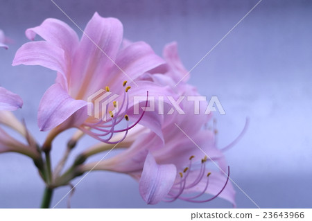夏天的水仙花 夏天的水仙花 23643966