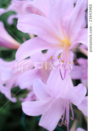 夏天的水仙花 夏天的水仙花 23643968