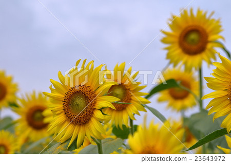 sunflower sunflower 23643972
