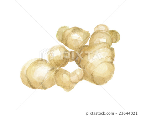 生薑姜 生薑姜 23644021