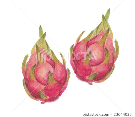 龍果火龍果 龍果火龍果 23644023